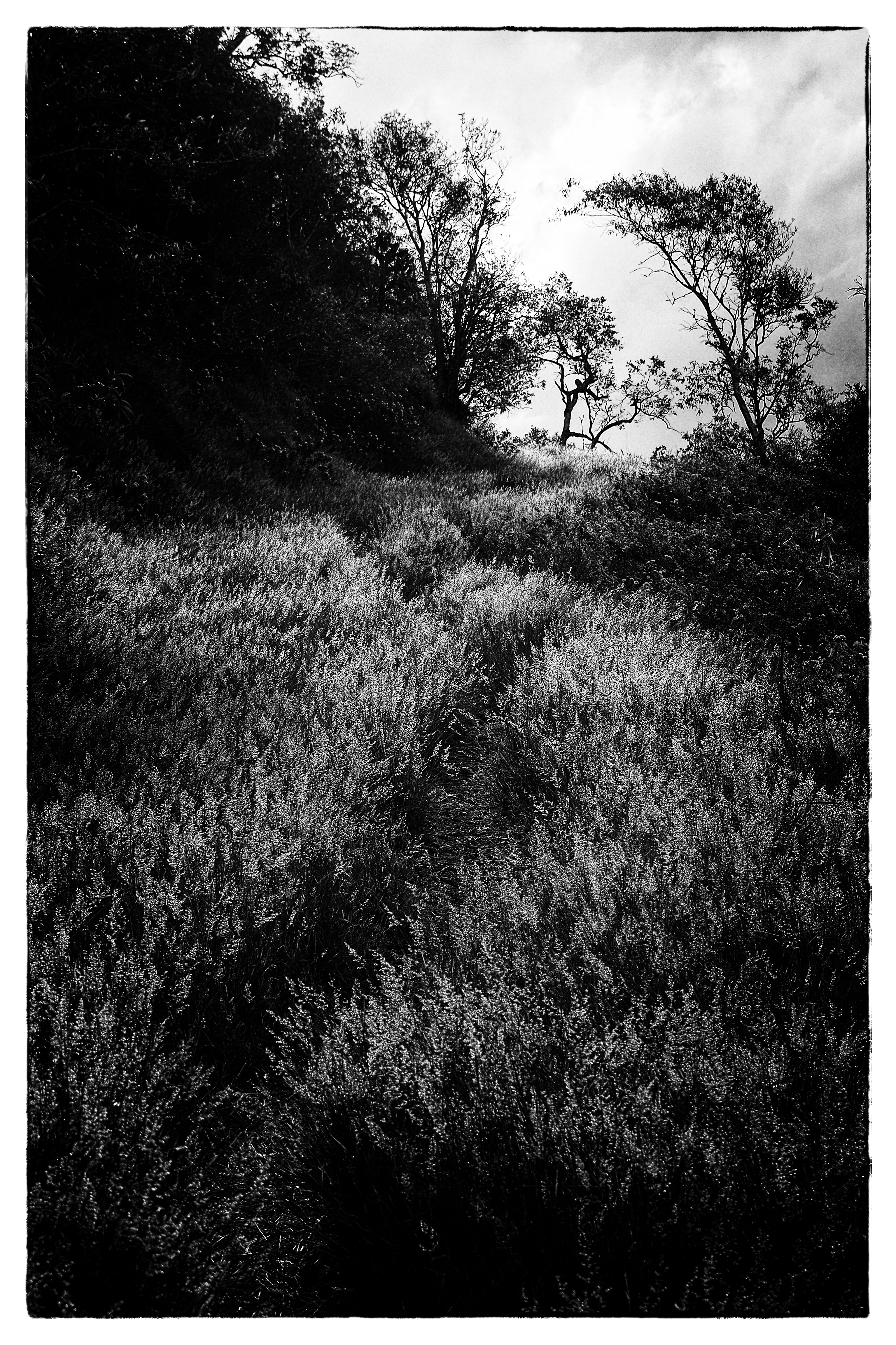 Path in the grass