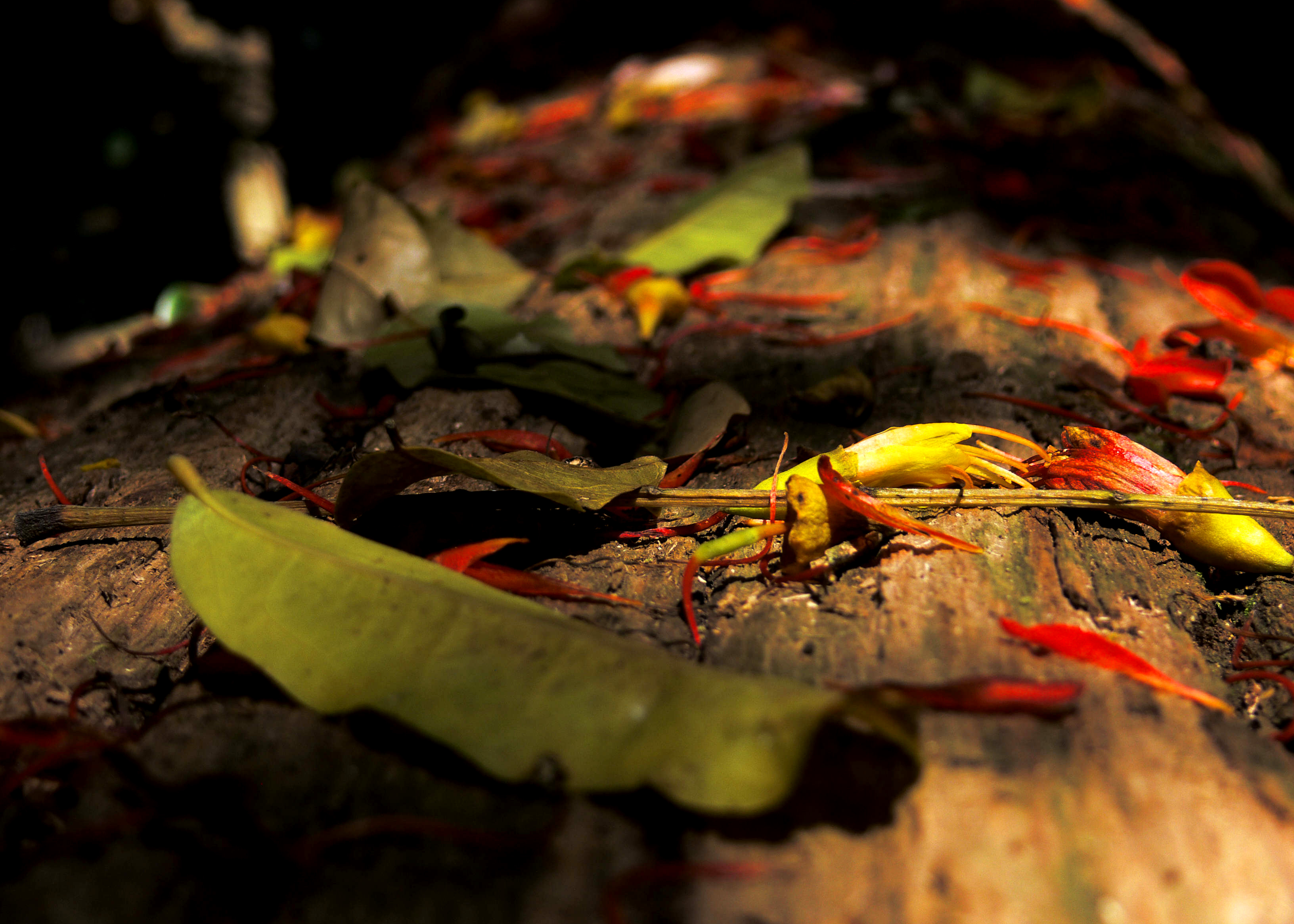 forest flowers