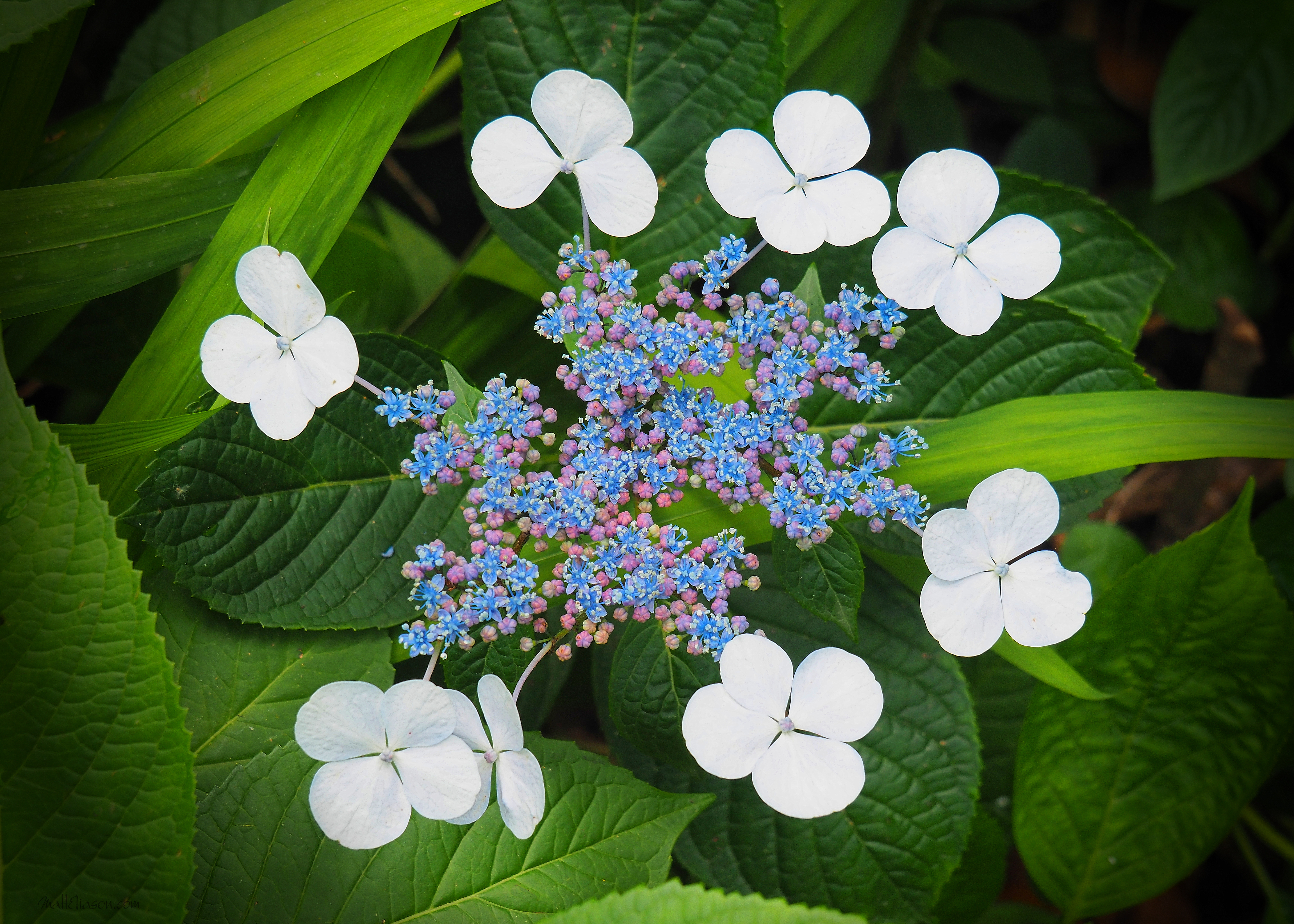 white flowers around blue